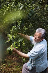 茶之本义与老树的自然生长
