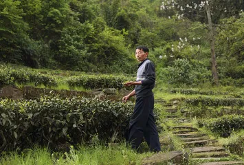 蒙顶山访茶记3