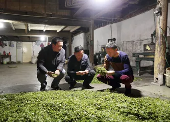 蒙顶山访茶记4