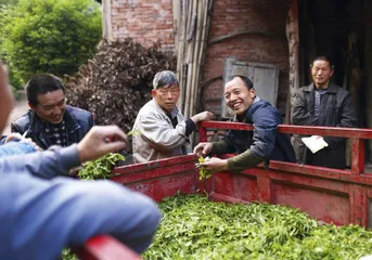 蒙顶山访茶记5