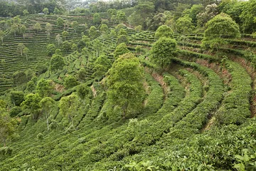 寻访六堡茶：黑茶之雅香2
