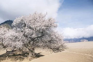 林芝的村庄：“桃花源”如何开放