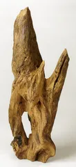 生产沉香的树种
