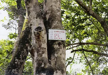 生产沉香的树种2