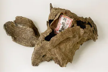 生产沉香的树种8