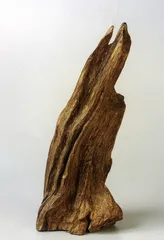 生产沉香的树种9