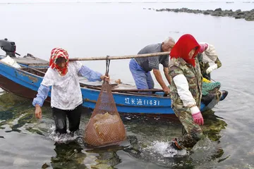 扇贝“绝收”之后：獐子岛困境