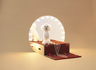 知·美术馆中的犬屋建筑10