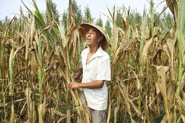 河南大旱：来自一个农业县的观察