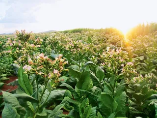 谁能说准“地沟油”的登机时间