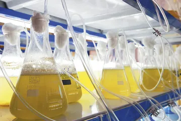 谁能说准“地沟油”的登机时间1