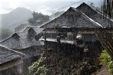 热带雨林在版纳6
