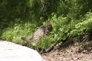 佛坪大熊猫：野性的自由17