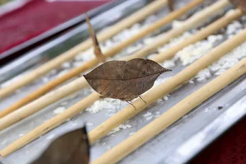 热带雨林在版纳8