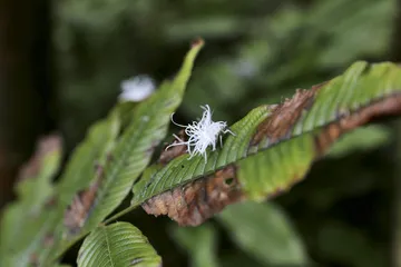 热带雨林在版纳9