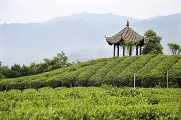巴山有仙毫