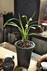 无锡的兰人兰苑5
