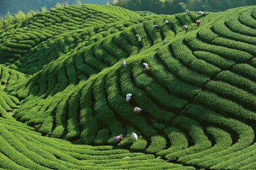 亢龙有悔  台湾叹茶