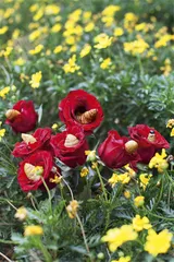 昆明春天的花草宴3