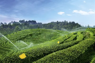 春天从一杯竹叶青开始