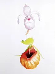 少年“植物痴”和他的湿地计划3