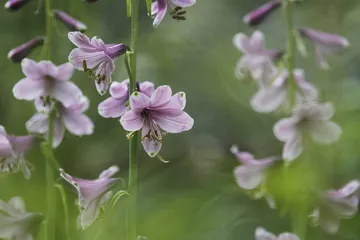 植物王国