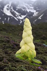 植物王国2
