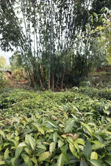 唐望的茶事春秋5