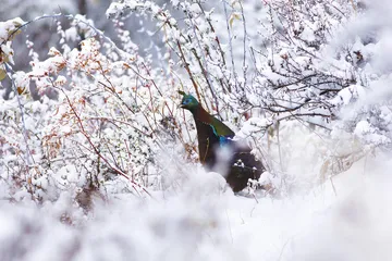 走向秘境雅鲁藏布大峡谷4