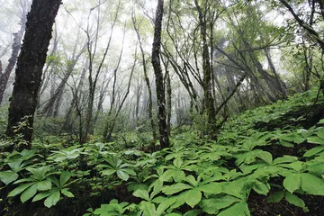走向秘境雅鲁藏布大峡谷9