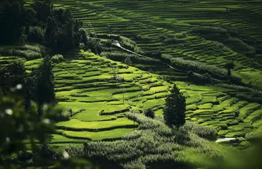 哈尼梯田，景观遗产之外2