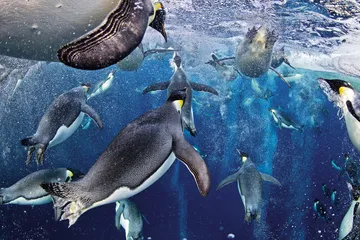 ​谁来保护南极海？