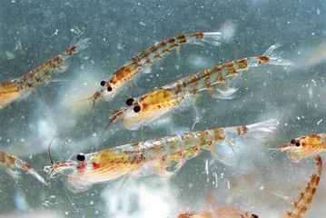 ​谁来保护南极海？2