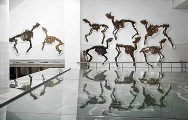 从矿长到古生物学者：郑晓廷和他的天宇博物馆2