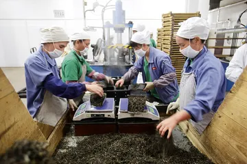何作如：从喝茶到做茶1