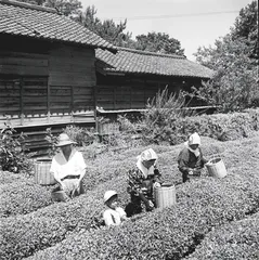 日本茶道对禅的活用1