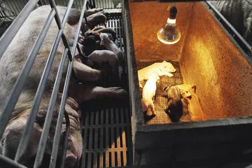 “黄浦江浮猪”事件：散户养殖积弊的集中爆发1