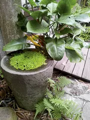 紫藤庐：“无何有之乡”的茶境1