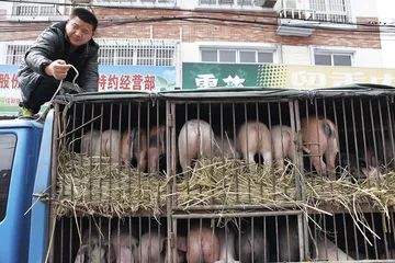 “黄浦江浮猪”事件：散户养殖积弊的集中爆发4