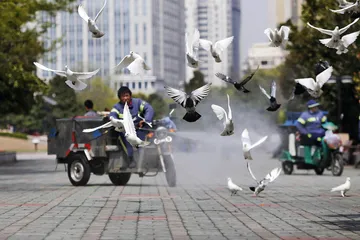 禽流感来袭：一座城市的恐惧与哀伤