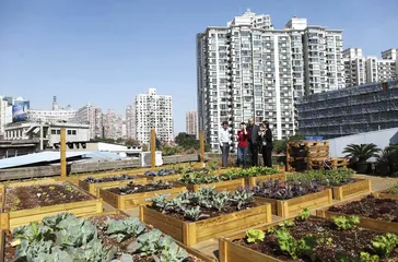 天空菜园： 朱胜萱的都市田园梦想4