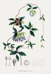 西博尔德的绣球花之恋和《日本植物志》4