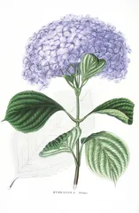 西博尔德的绣球花之恋和《日本植物志》6