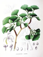 西博尔德的绣球花之恋和《日本植物志》7