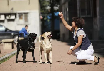 中国导盲犬的希望和困境