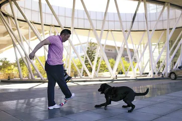 中国导盲犬的希望和困境2