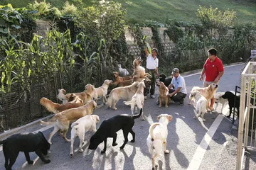 中国导盲犬的希望和困境4