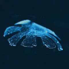 人造水母