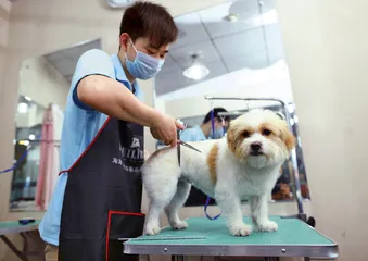 流浪狗小萨：从雅江到拉萨2