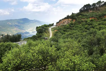 凤凰山上单丛香